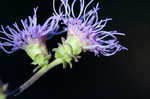 Roughleaf blazing star <BR>Tall blazing star